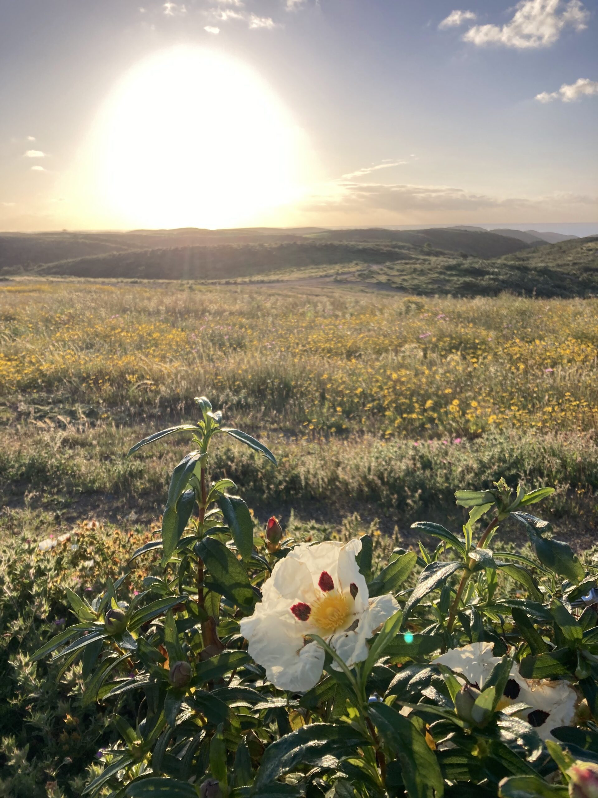 Consciously Evolving, a path of connection A FREE GUIDED MEDITATION EBOOK TO ACCOMPANY YOUR PILLOW AND SPIRITUAL JOURNEY
